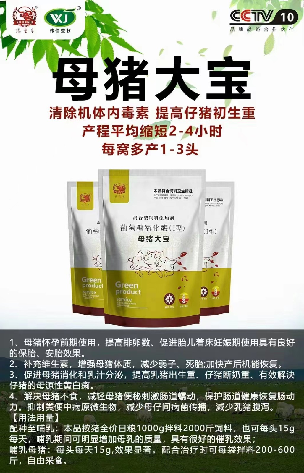 母猪大宝.jpg